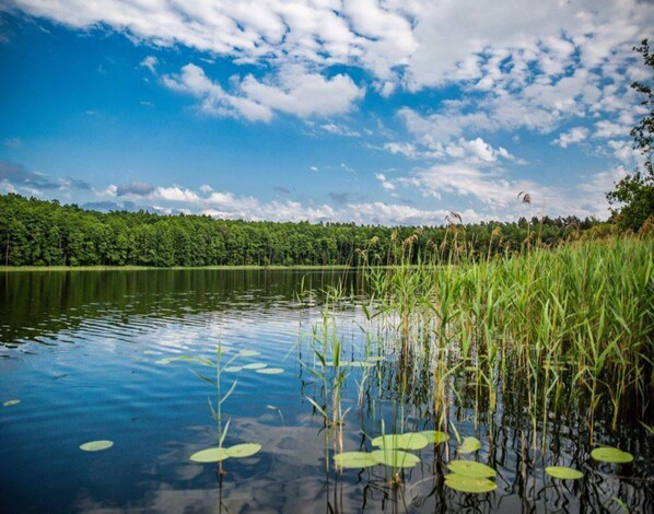 A calm lake with lily pads and tall grasses in the foreground, surrounded by a dense forest under a partly cloudy sky. - Scandinavian Holiday Home Right by the Lake (Łobez)
