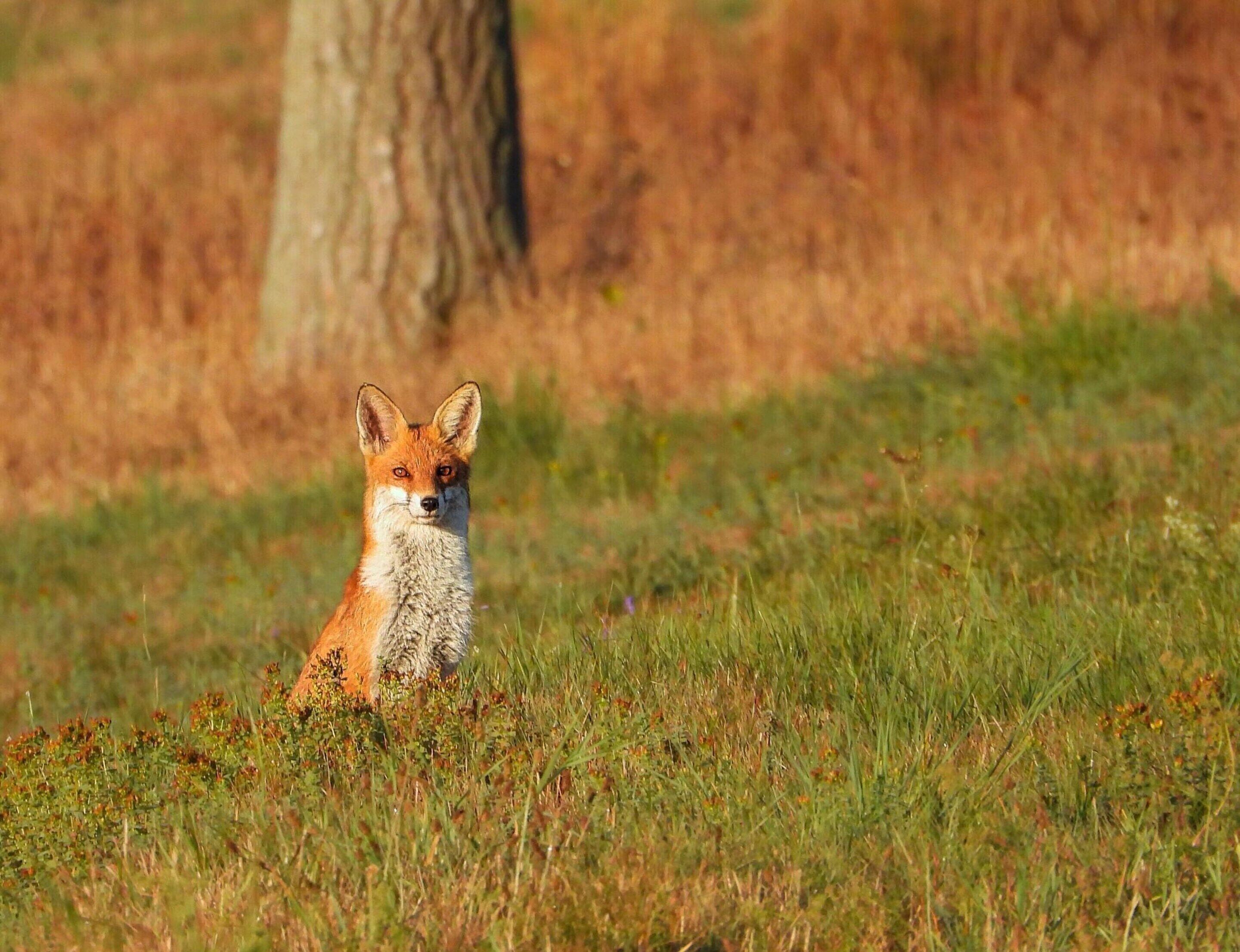 A fox in a grassy field with a tree in the background.