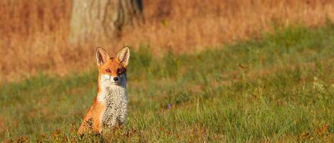 A fox in a grassy field with a tree in the background.