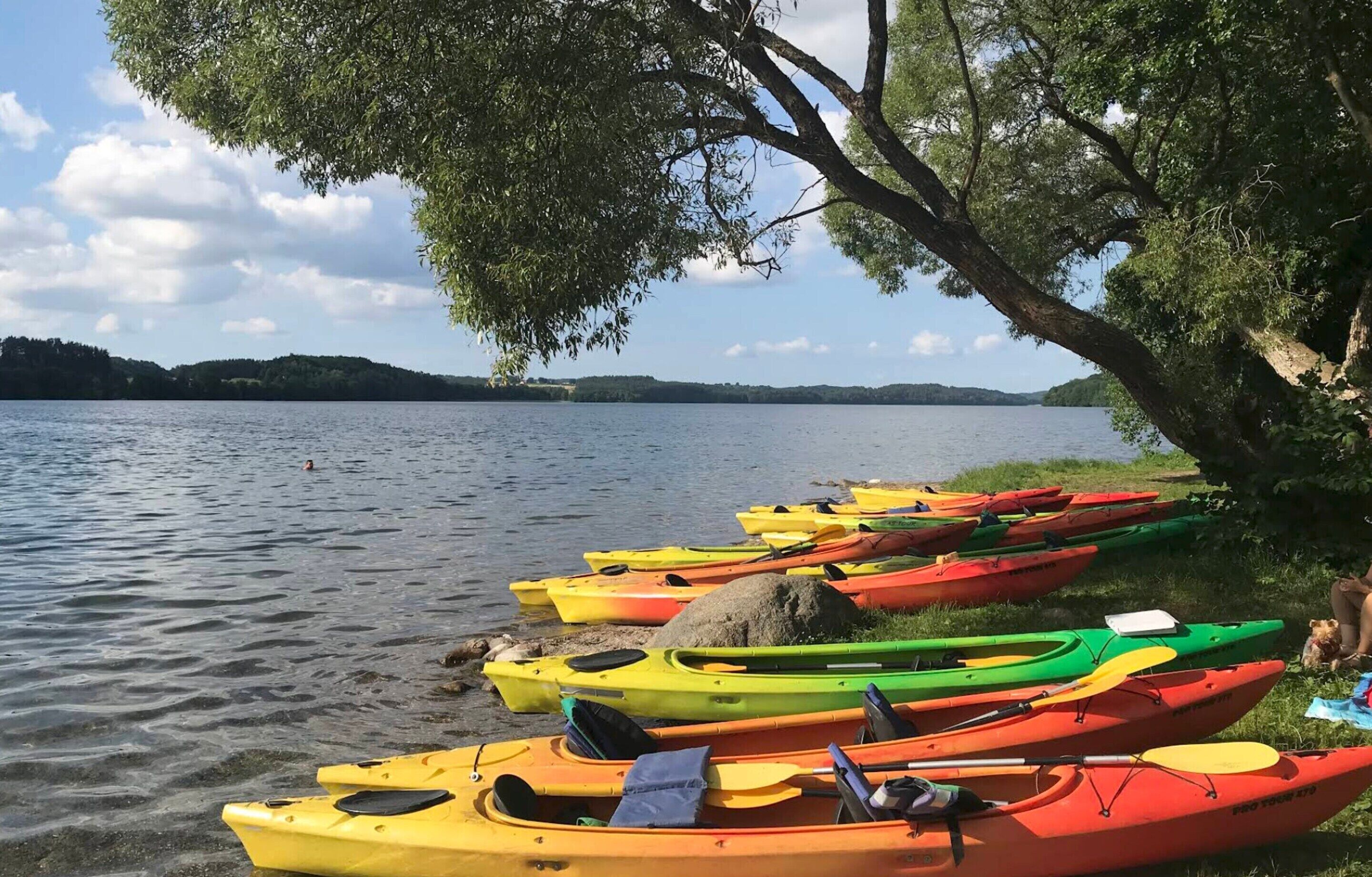 Una hilera de kayaks de colores alineados junto a un lago, con un árbol sobre ellos.