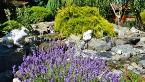Un giardino con un piccolo ruscello, cespugli di lavanda e diversi arbusti.