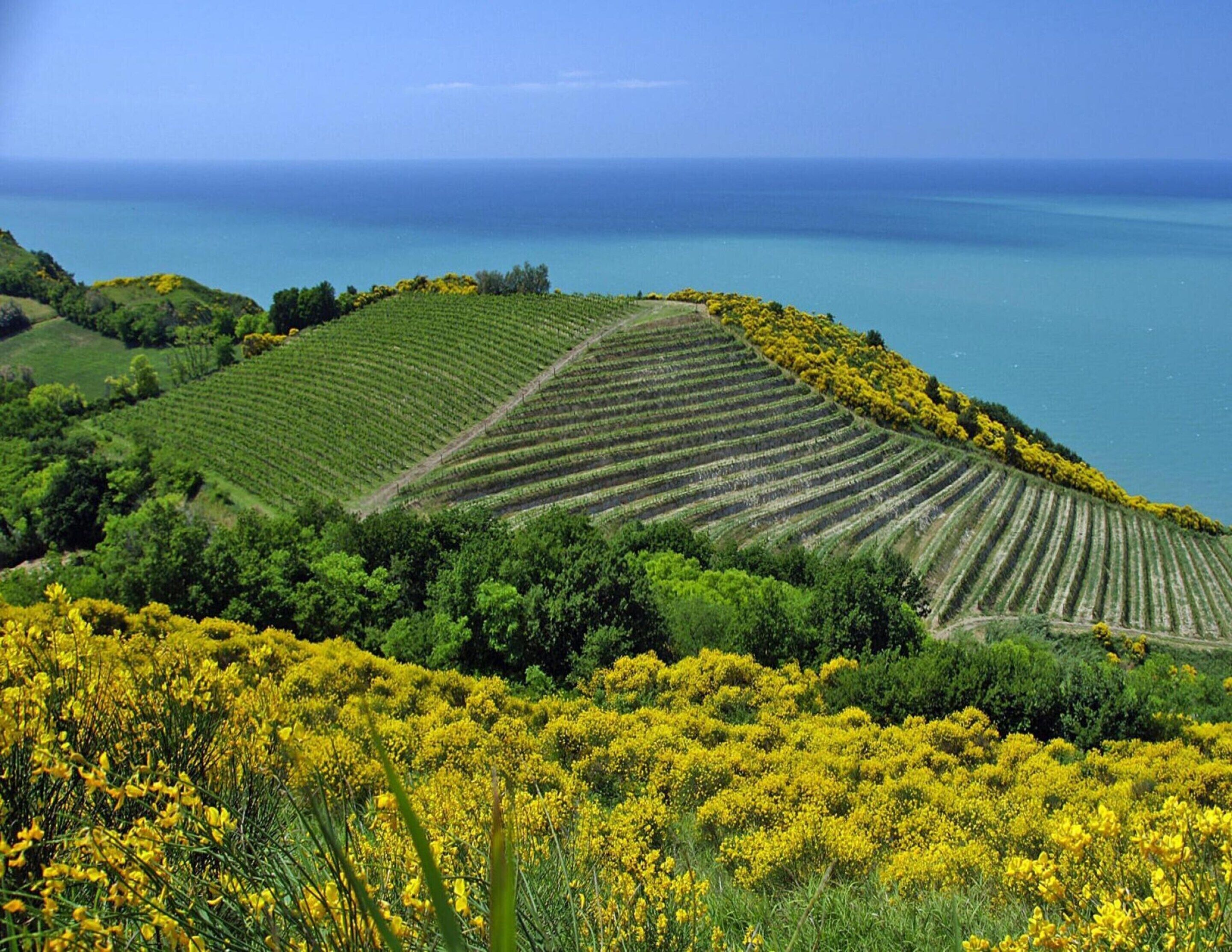 A vineyard with rows of grapevines and a body of water in the background.