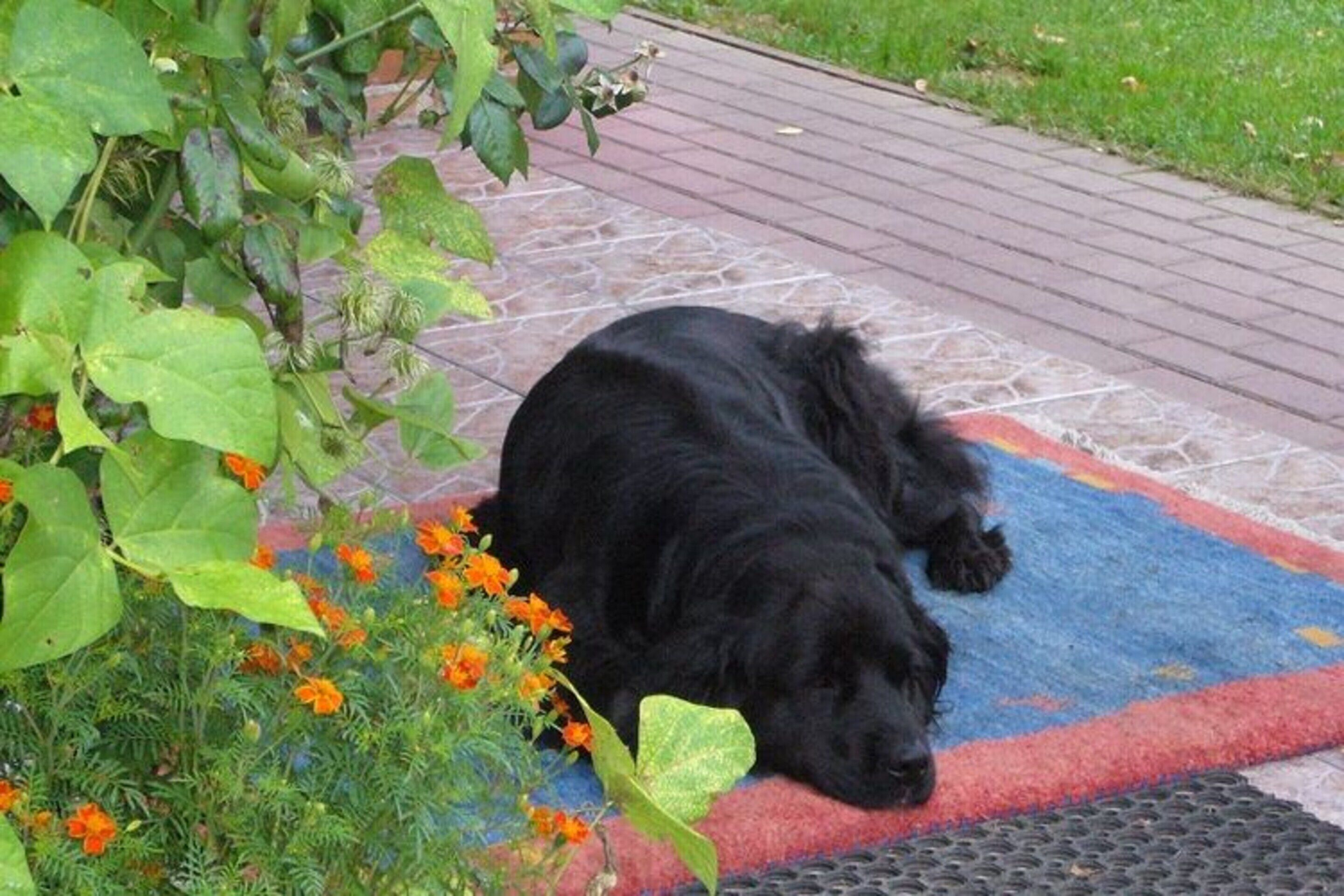Un chien noir est allongé sur un tapis coloré, à l’extérieur.