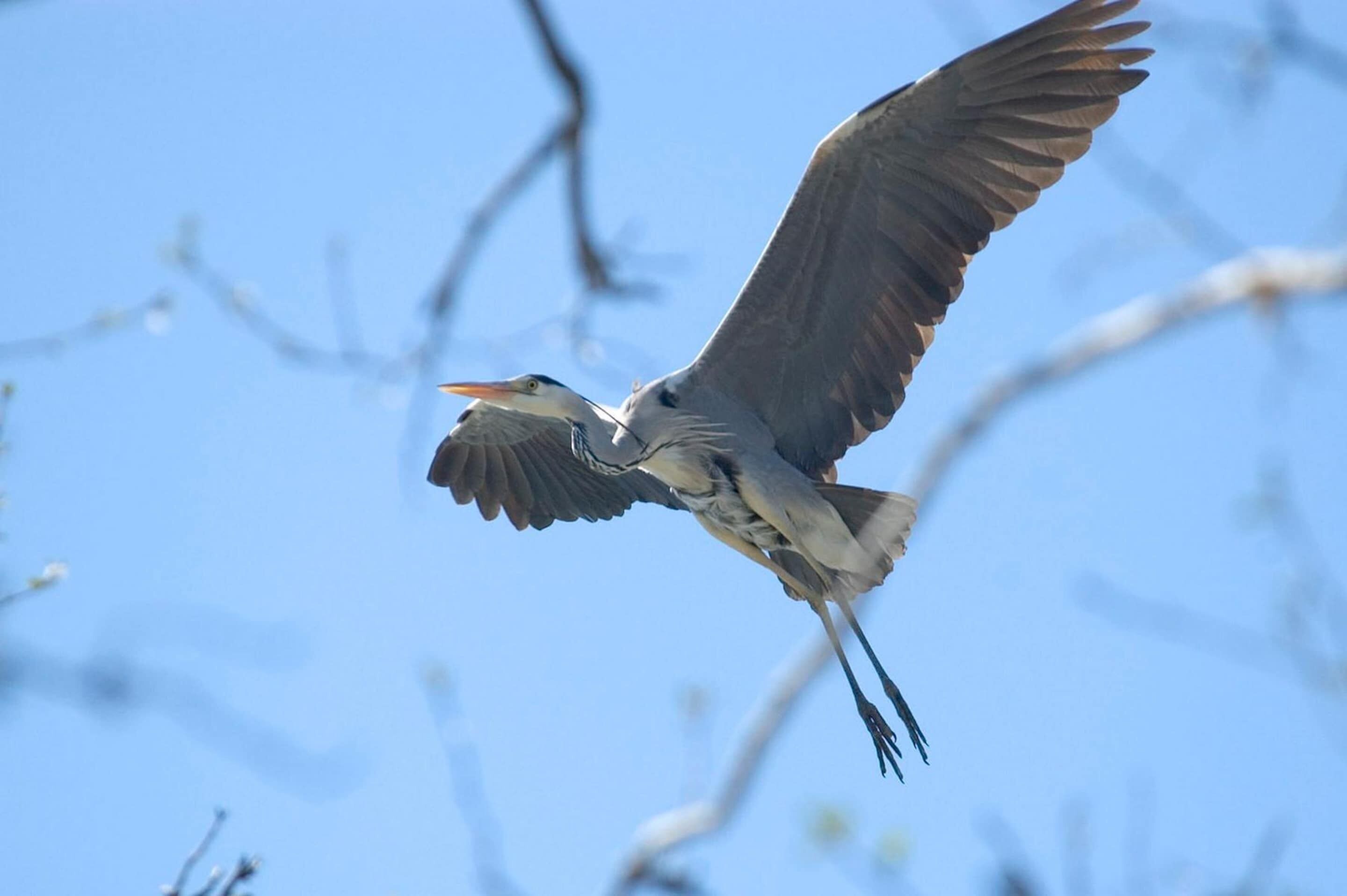 A bird in flight with outstretched wings against a clear sky.