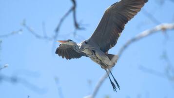 A bird in flight with outstretched wings against a clear sky.