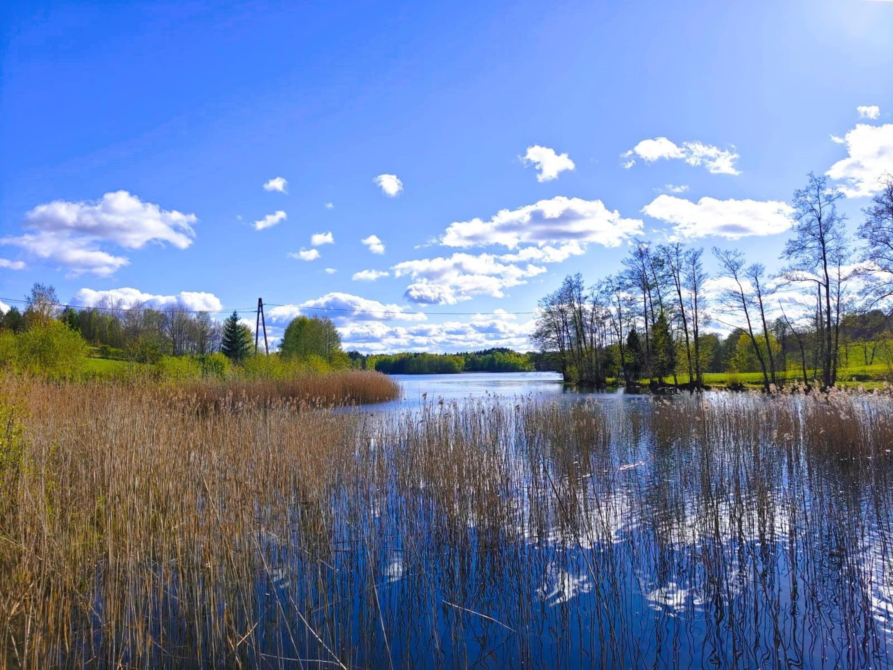 A serene lake with reeds in the foreground, surrounded by trees and a clear blue sky.