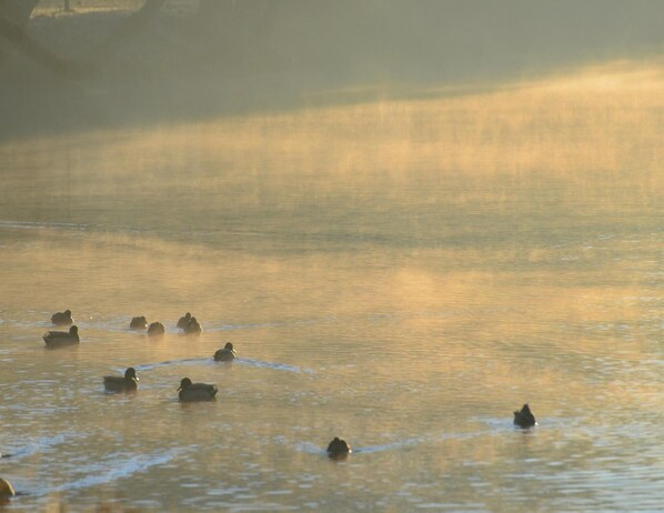 A group of ducks swimming in a calm body of water. - Doppelhaushalfte in Hasselfelde (Oberharz am Brocken)