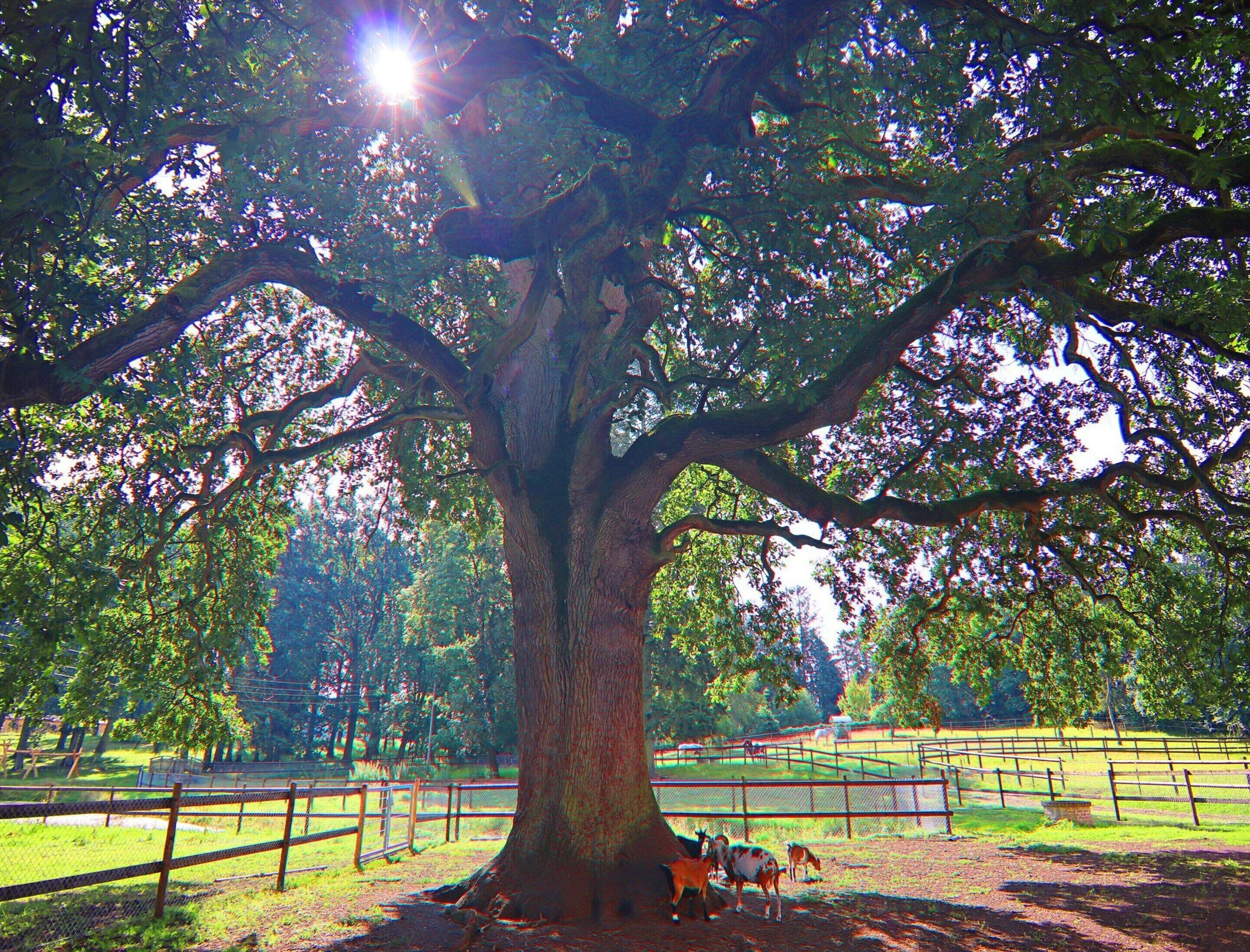 A large tree with a thick trunk and expansive branches, surrounded by a fenced area with a dirt ground.