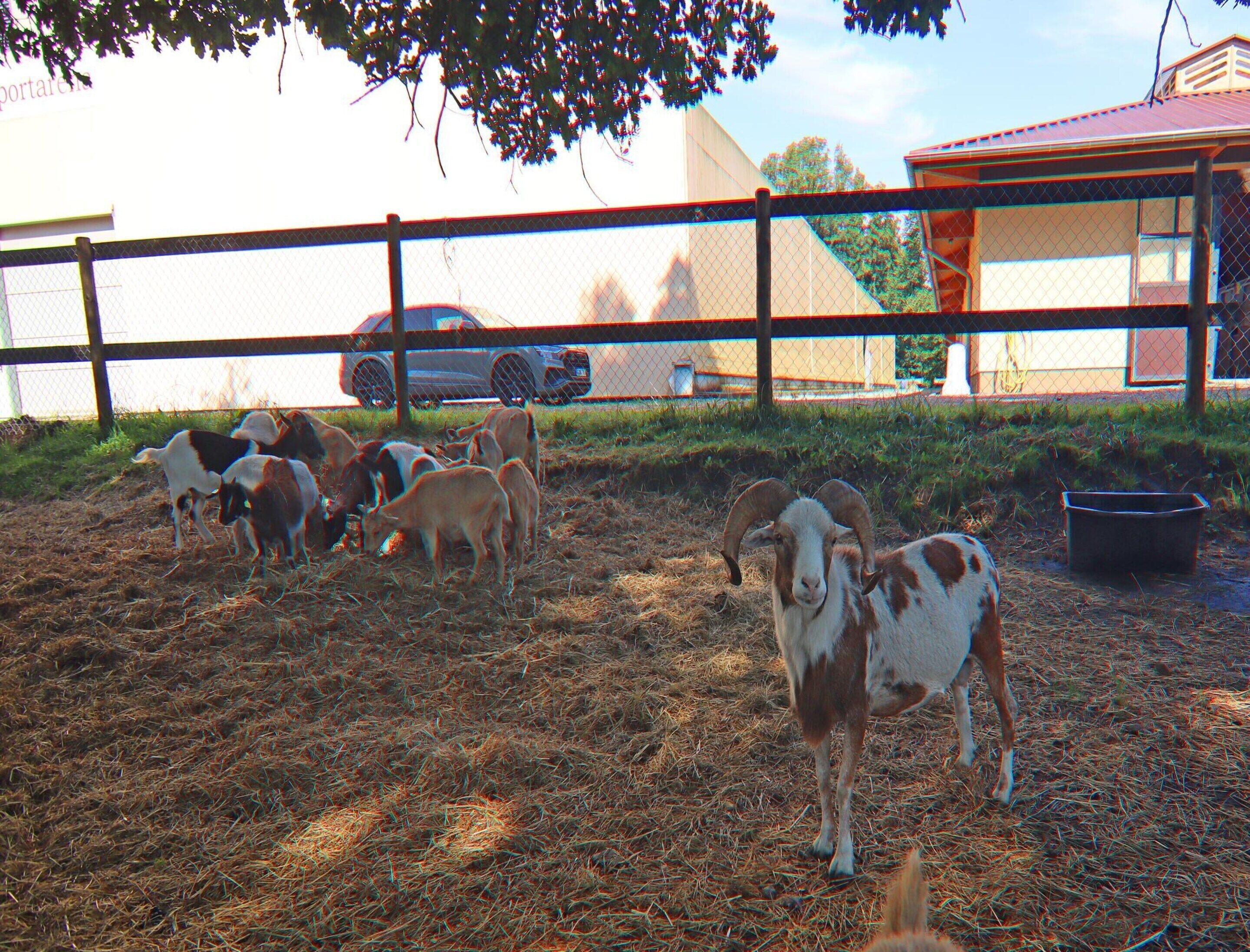 Un área cercada con cabras y un coche al fondo.