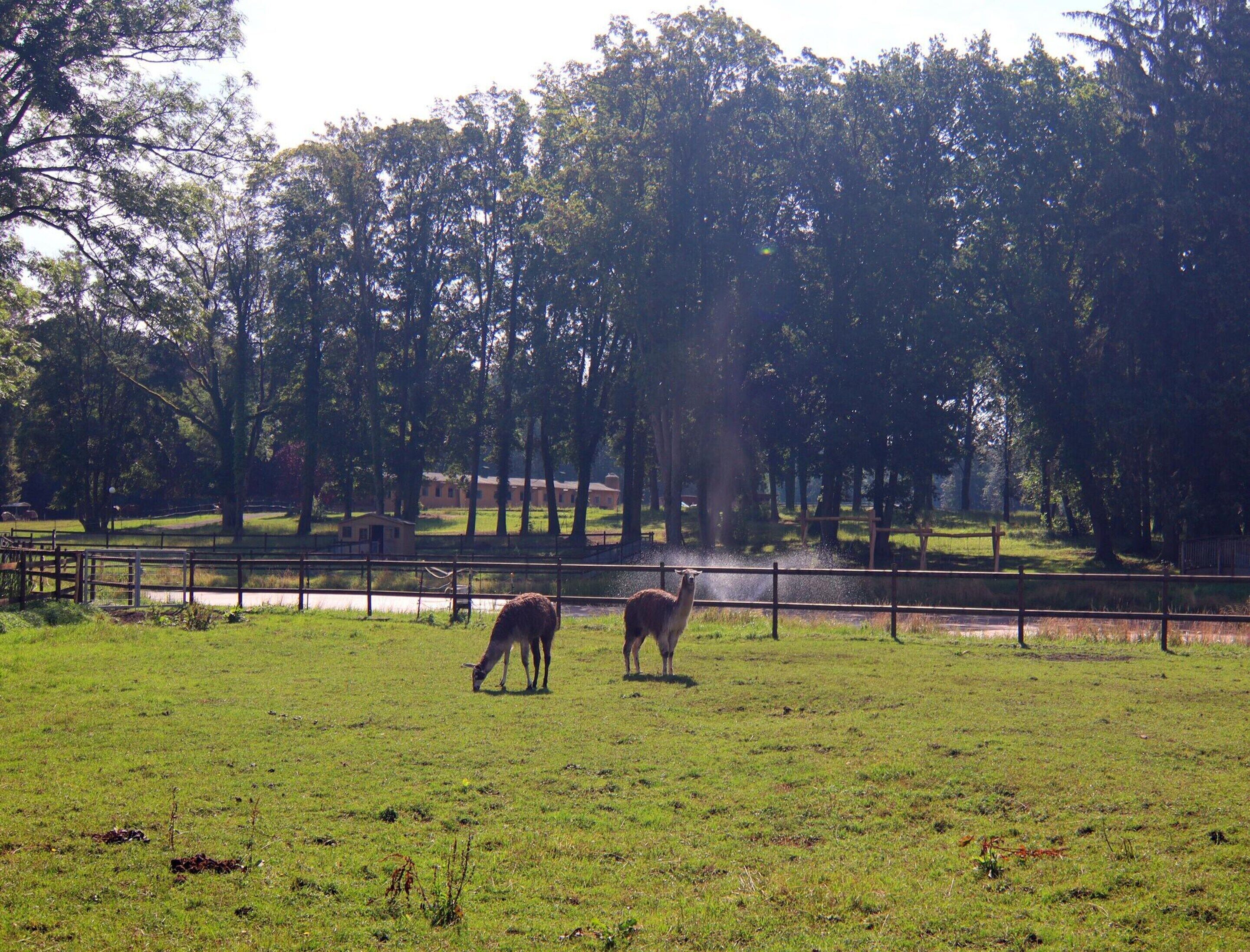 Un champ herbeux où paissent deux lamas, entouré d’arbres et d’une clôture.