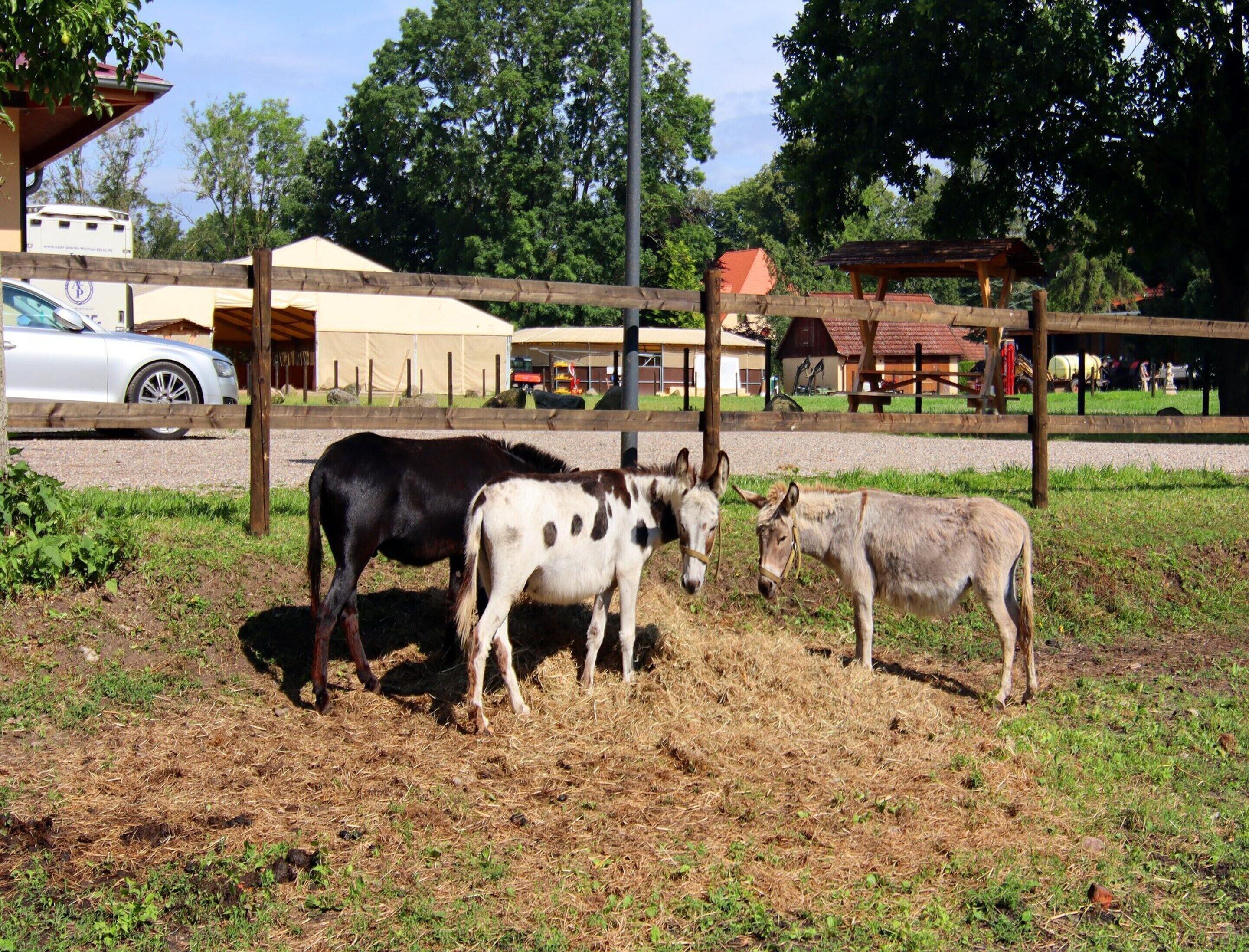 Un espace extérieur clôturé où se trouvent un cheval, un âne et un poulain.