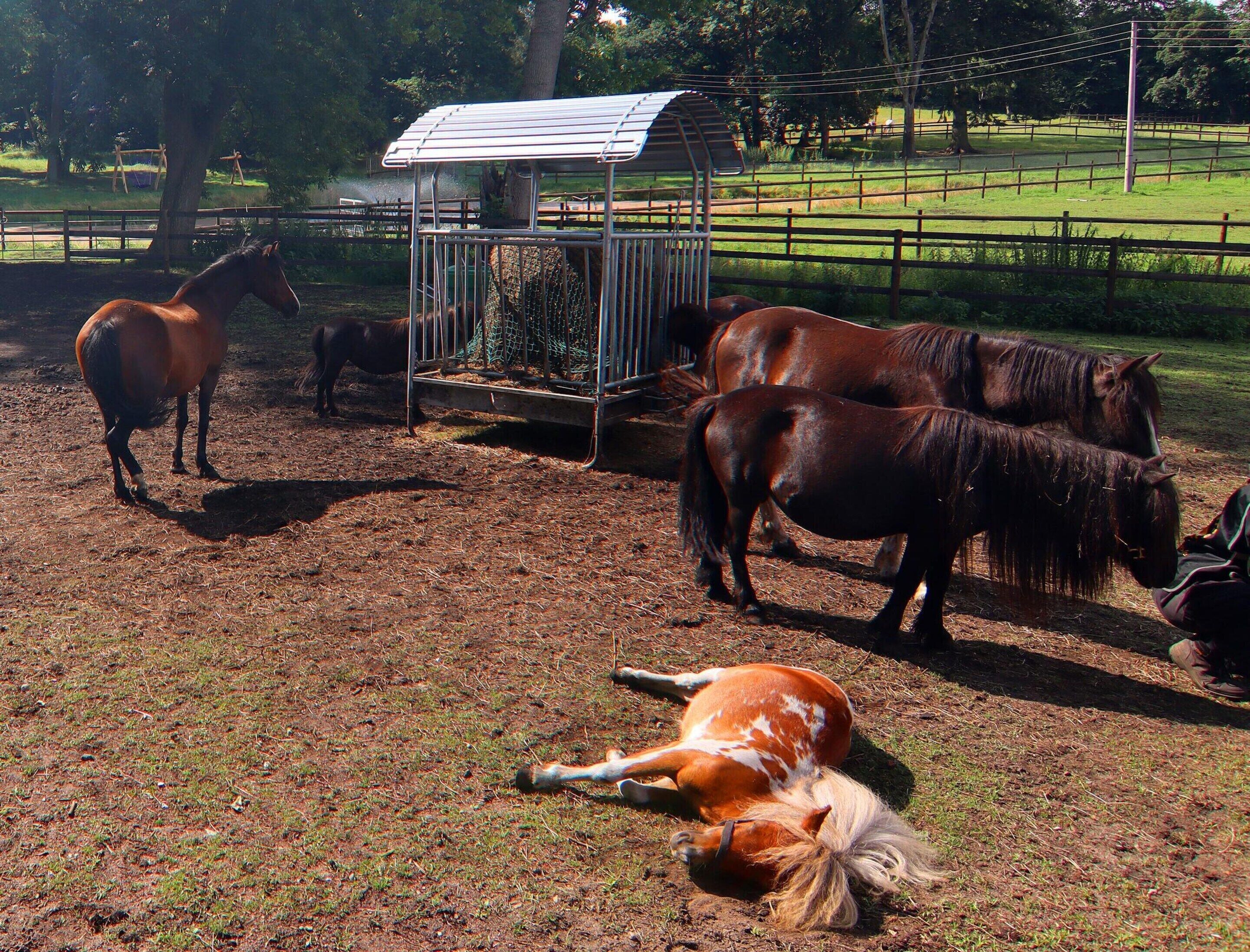 A stable with horses, a fenced area, and a small shelter.
