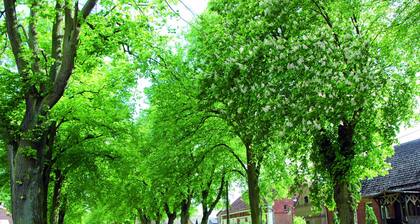 Ferienwohnung in der Mecklenburger Seenplatte