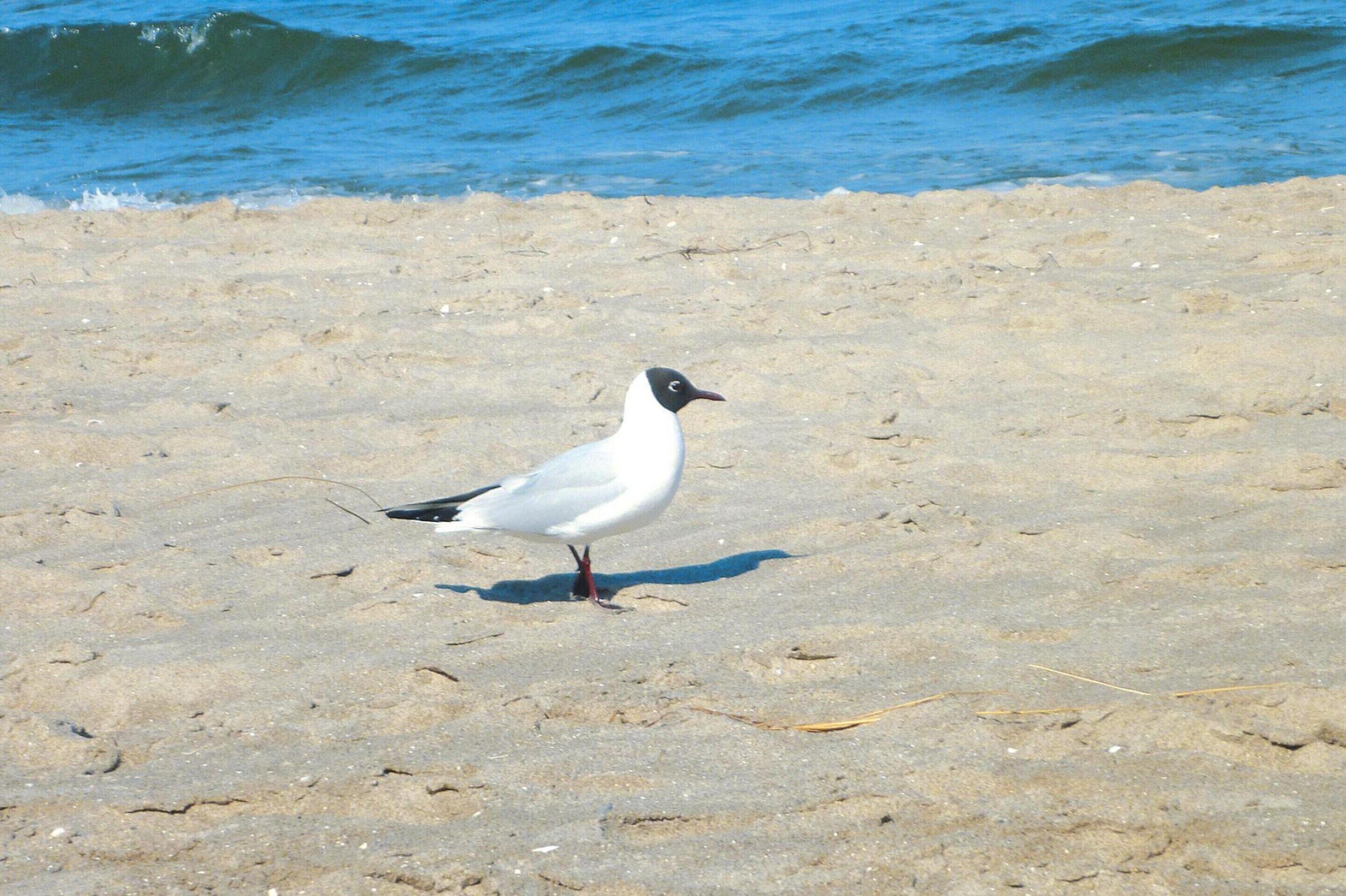 Eine Möwe steht auf einem sandigen Strand in der Nähe des Wassers.
