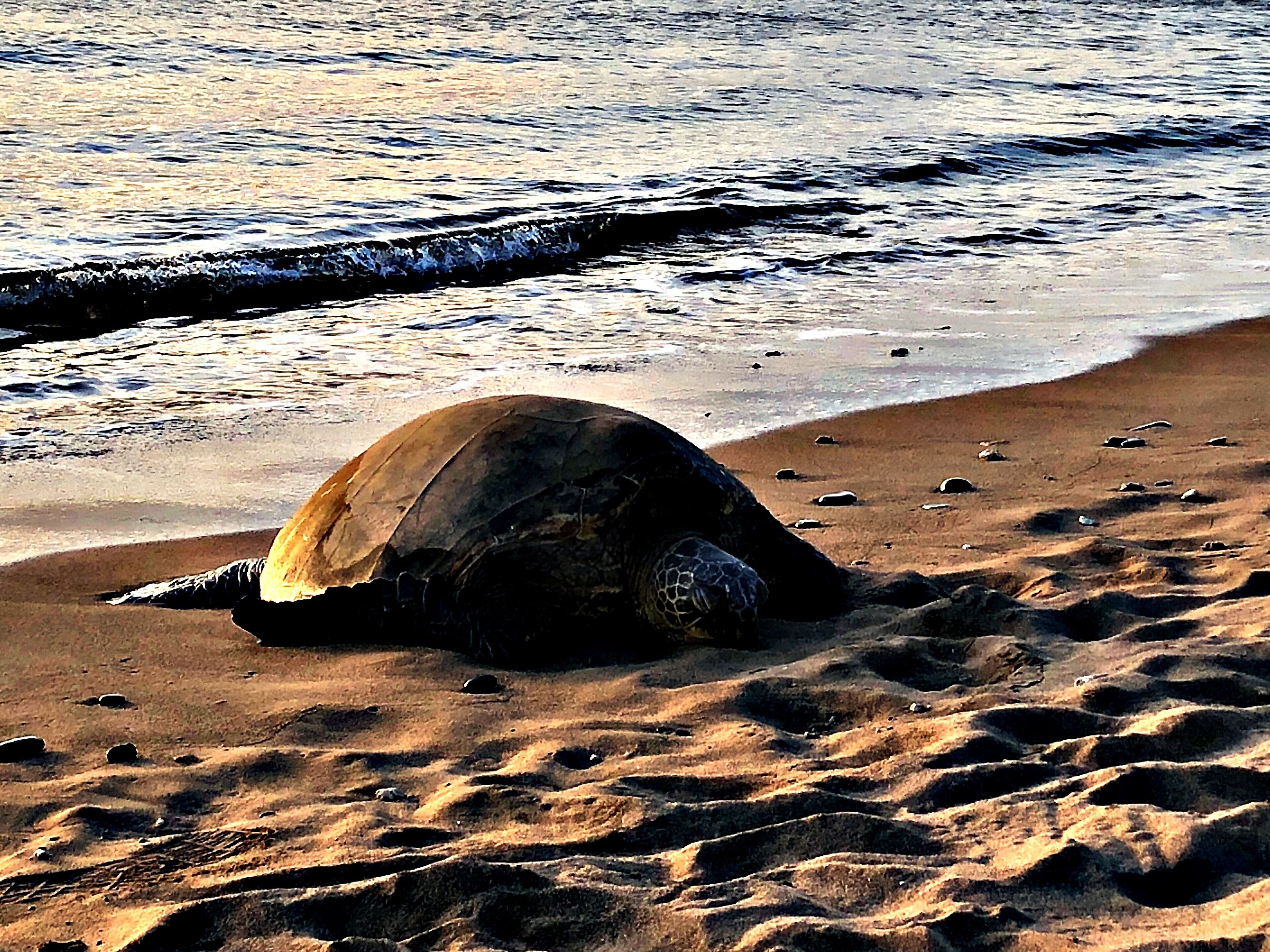 Een schildpad op een zanderig strand, met de oceaan op de achtergrond.
