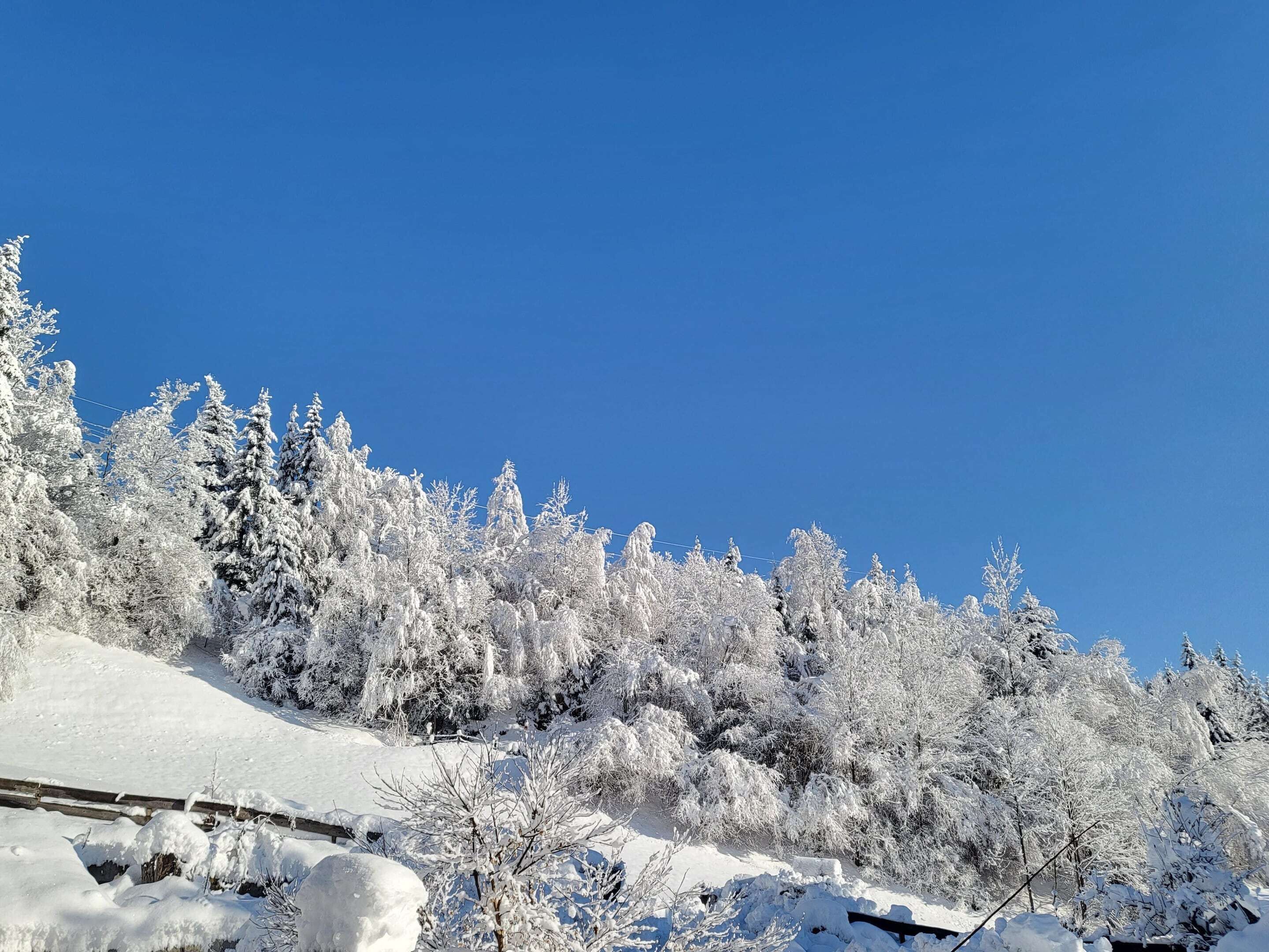 Un paysage enneigé, avec des arbres denses et un ciel bleu clair.