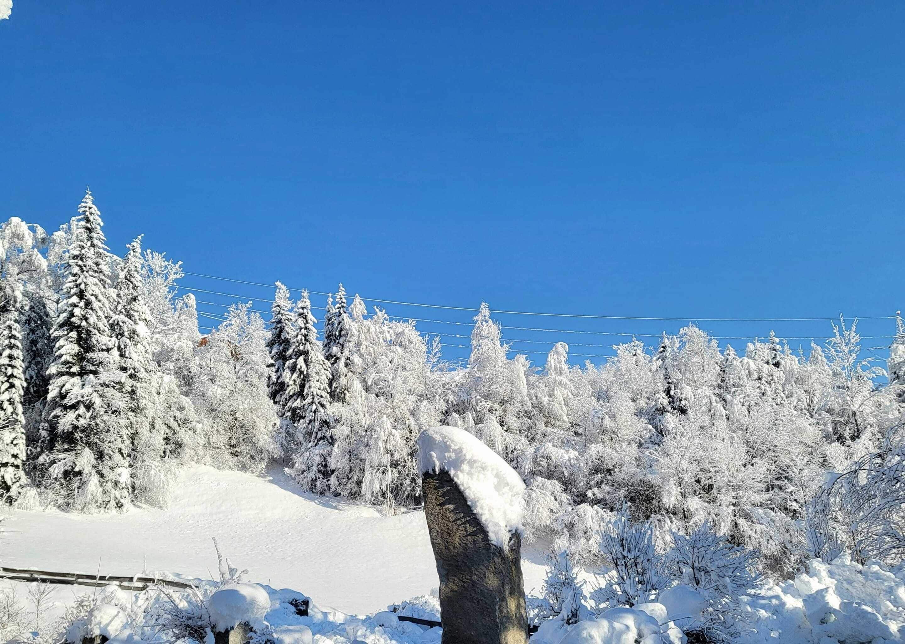 A snowy landscape with snow-covered trees and a clear blue sky.