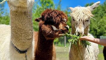 Enceinte de l’hébergement