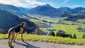 A dog on a road with a mountainous landscape in the background.