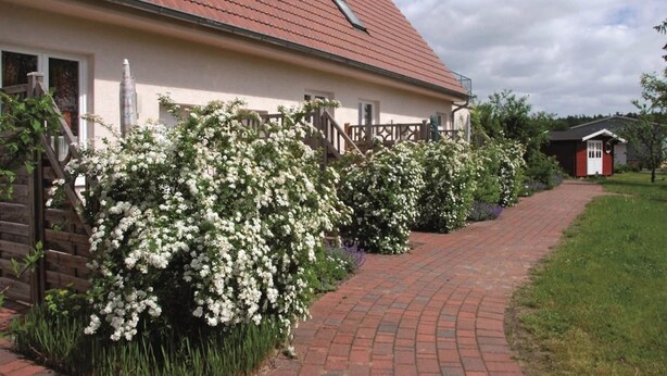 Ein Haus mit rotem Ziegeldach, einem Ziegelweg, der zum Eingang führt, und weißen blühenden Büschen davor.