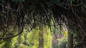 Un exuberante jardín con un césped bien cuidado, árboles grandes y una estructura de ladrillo al fondo.