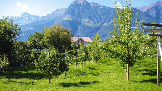 A vineyard with a house in the background and mountains. - Apartment in Dorf Tirol Near Tirol Castle (Tirolo)