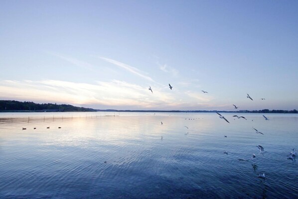 A calm lake with birds flying and resting on the water.