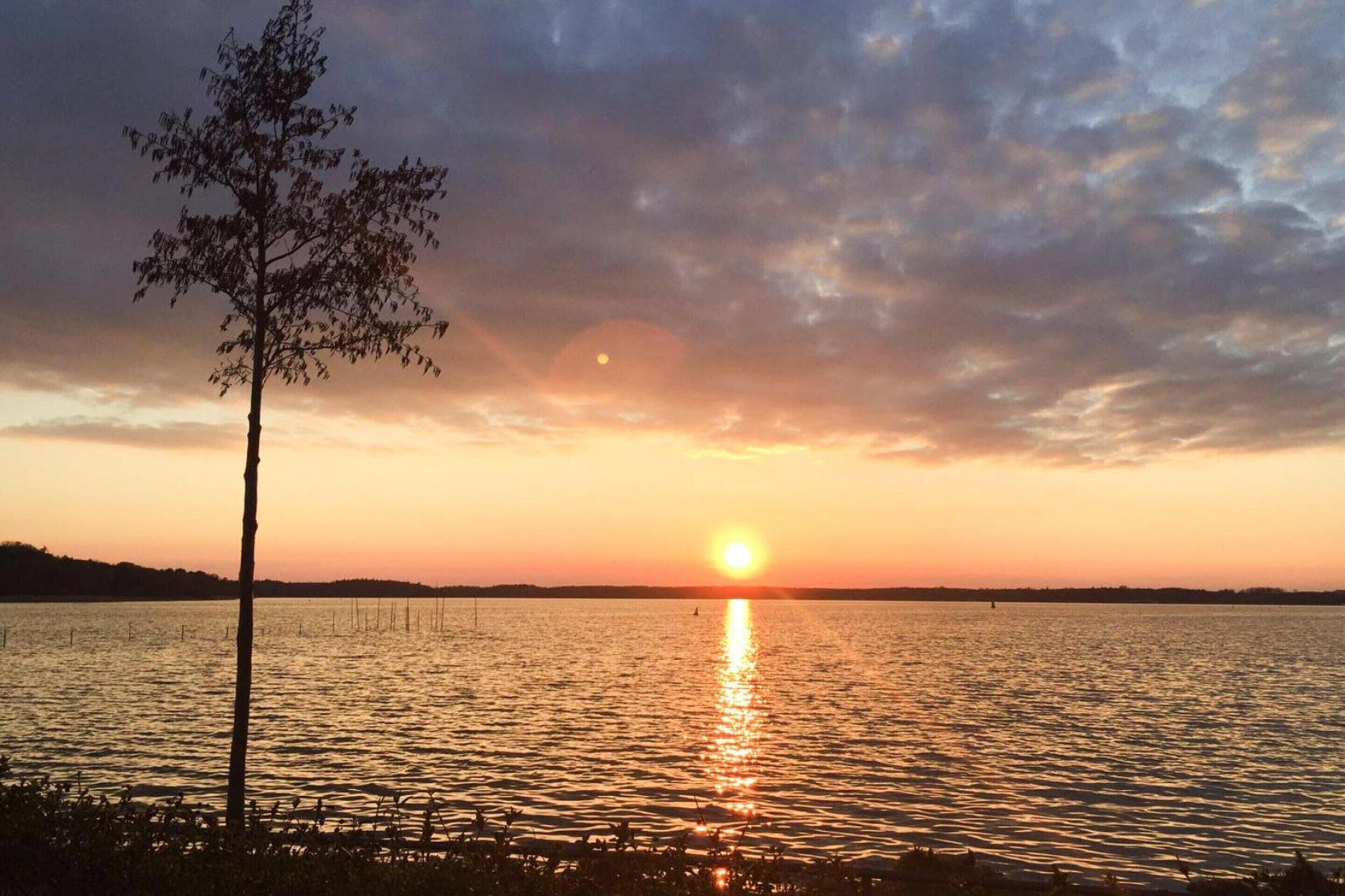 Un coucher de soleil sur un lac paisible, avec un seul arbre au premier plan.