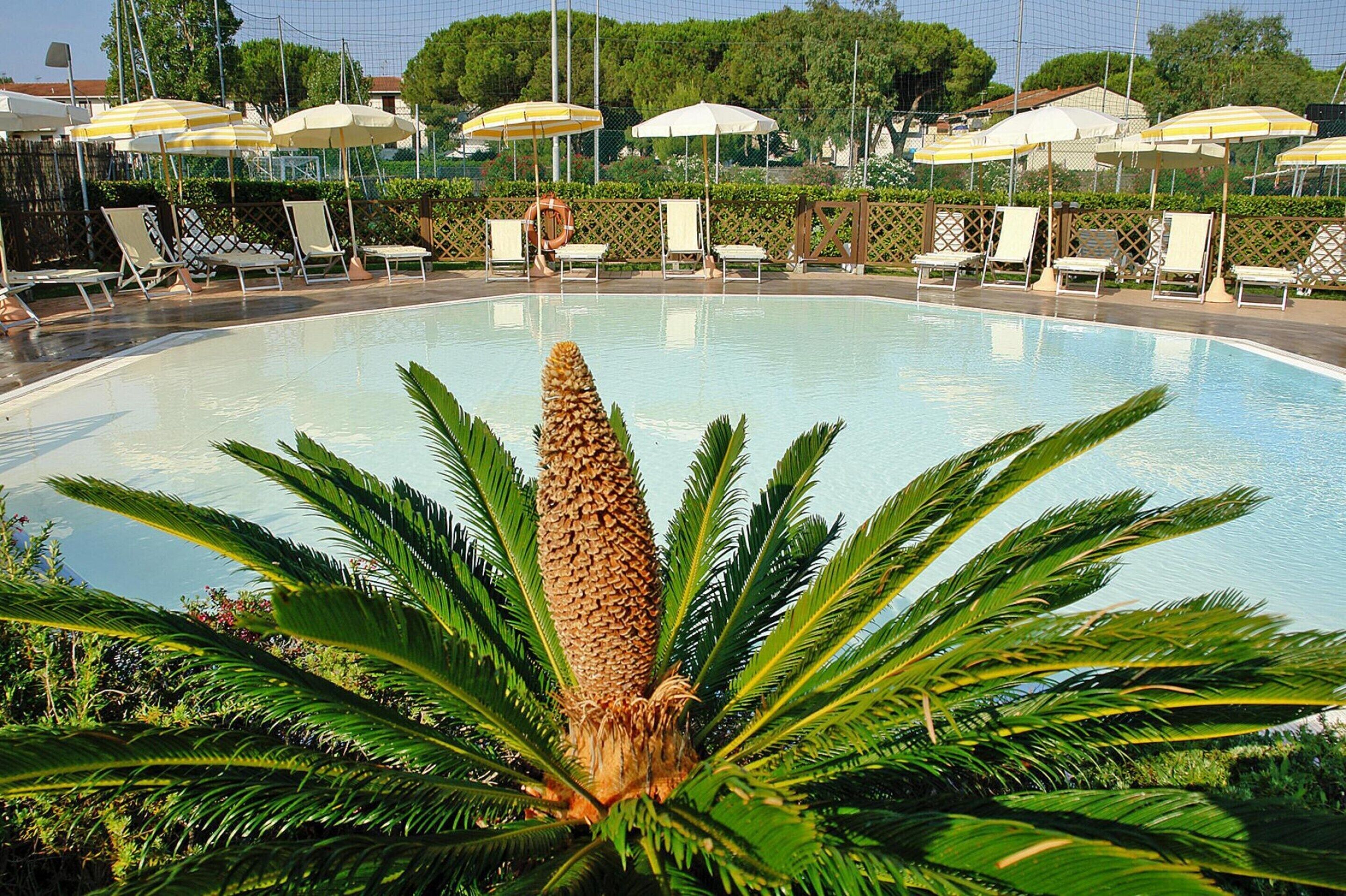 Une piscine entourée de chaises longues et de parasols, avec un palmier au premier plan.