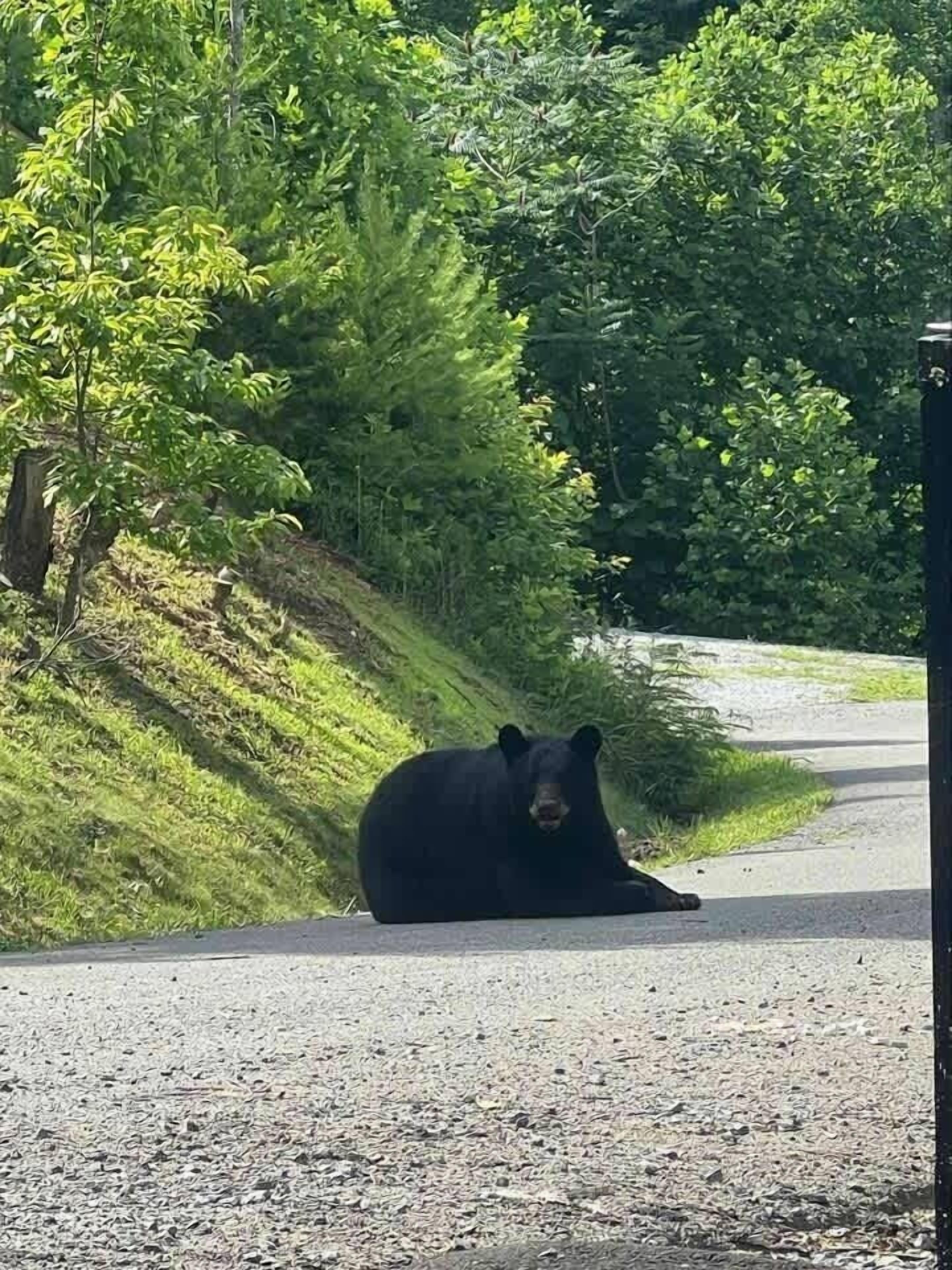 Un oso negro descansando sobre una carretera pavimentada, rodeado de follaje.