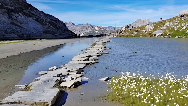 Un río con un sendero pedregoso, montañas al fondo y flores blancas en primer plano.