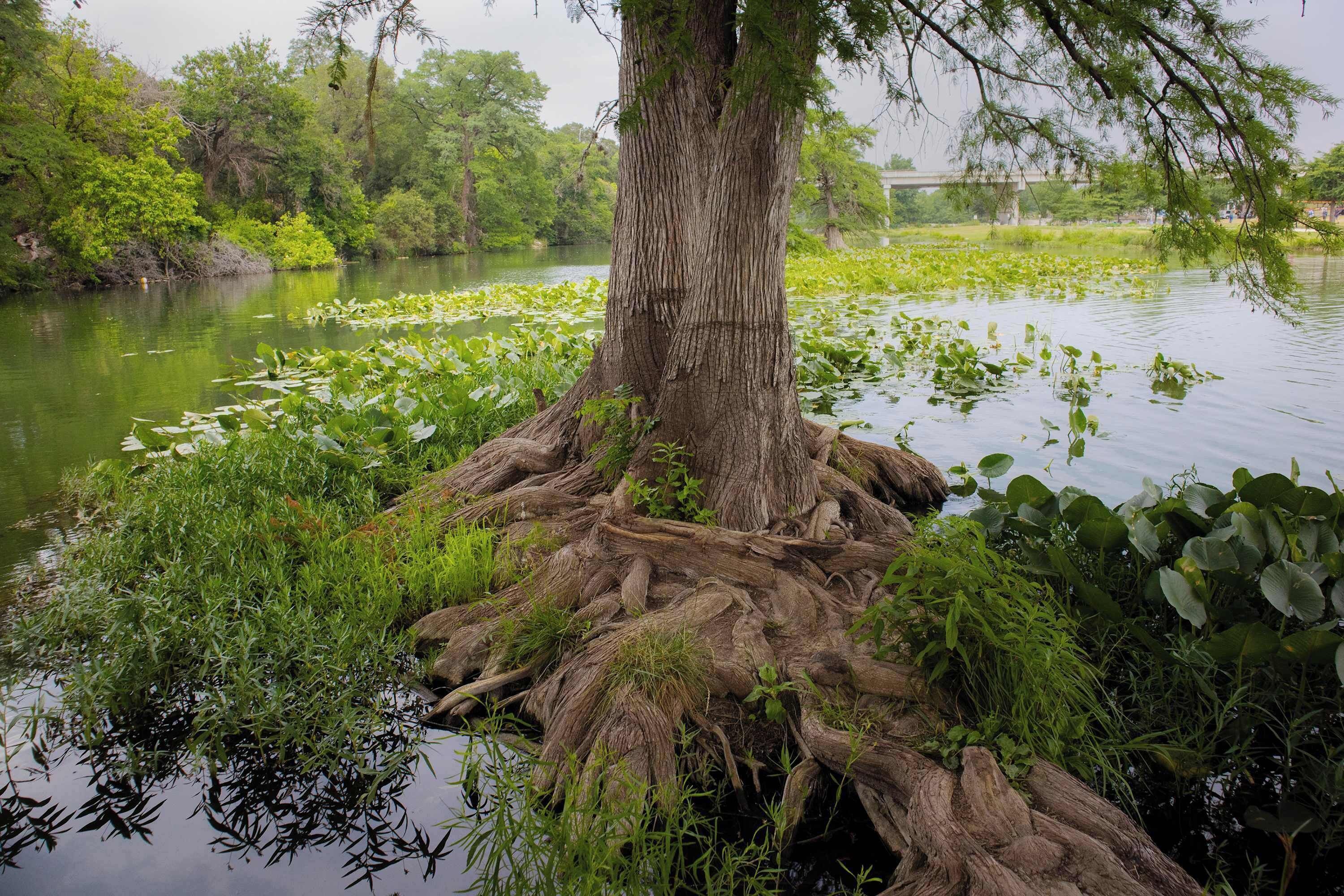 A tree with extensive roots in a body of water surrounded by lush greenery.