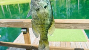 Un poisson sur un quai en bois, avec une piscine verte et des arbres en arrière-plan.
