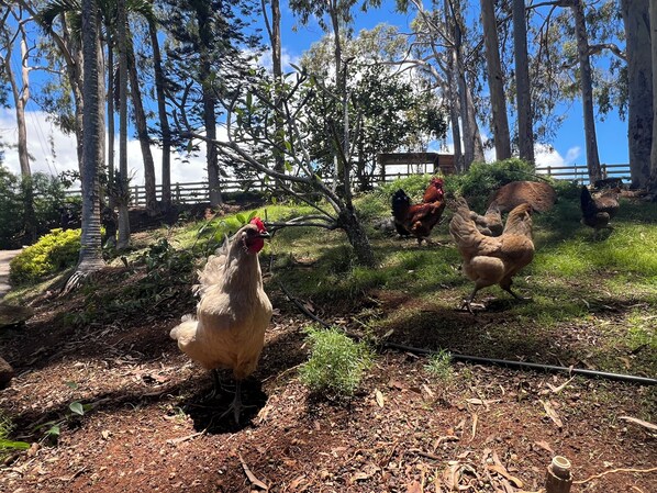 A rural outdoor setting with chickens and trees.