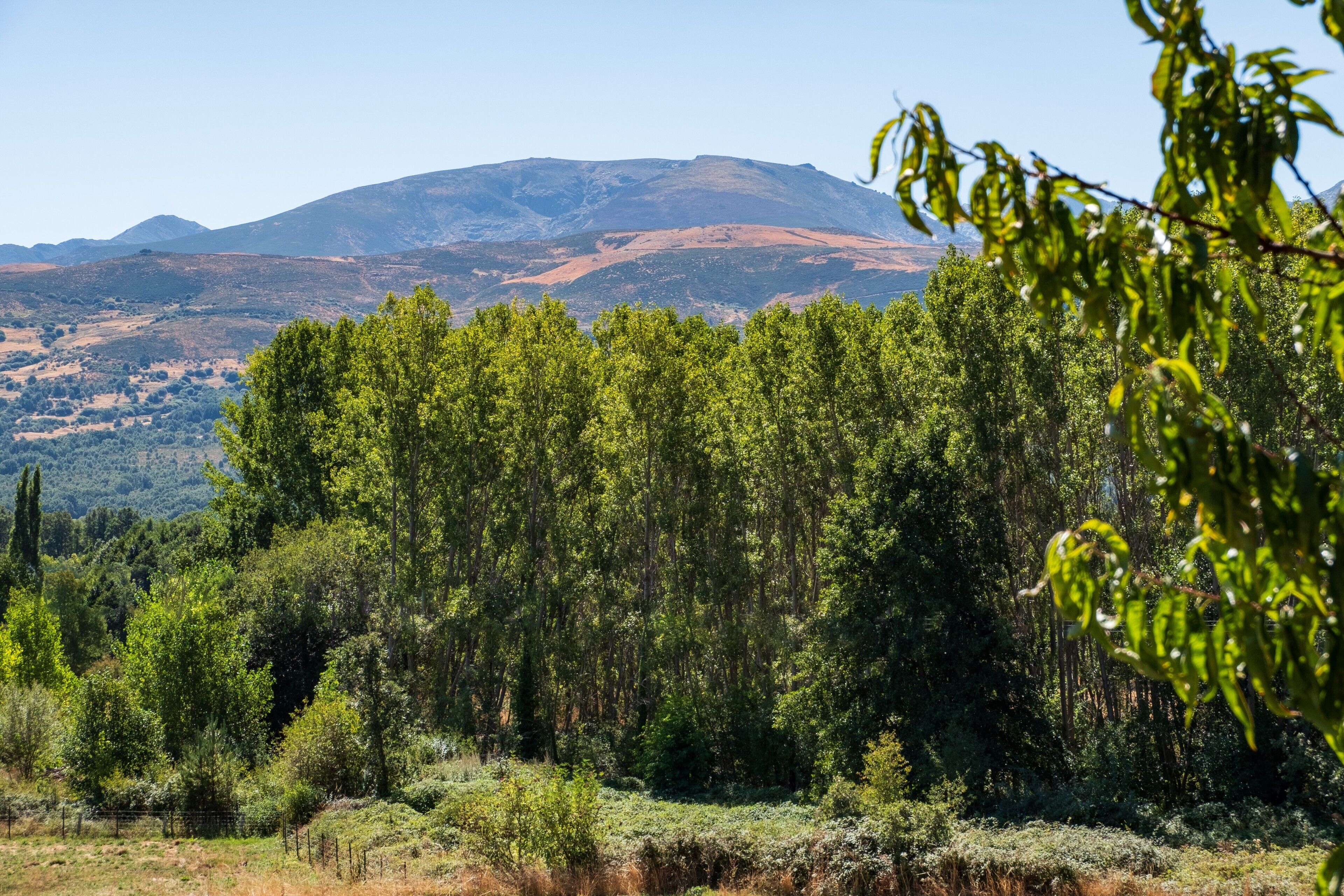 Paesaggio montuoso con una fitta foresta in primo piano e cielo sereno.