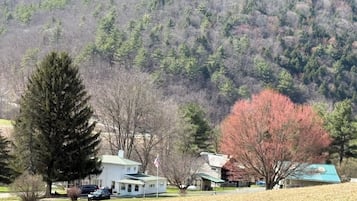 A residential area with a white house, a large evergreen tree, and a red-leaved tree.