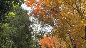A pathway lined with trees displaying autumn foliage, leading to a building with a covered entrance.