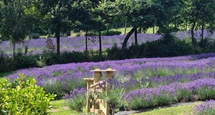 Lavender Cottage at Akaroa Lavender