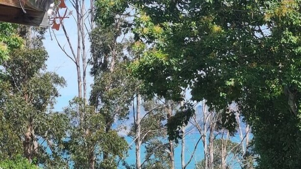 Un jardín con un sendero, plantas en macetas y árboles.