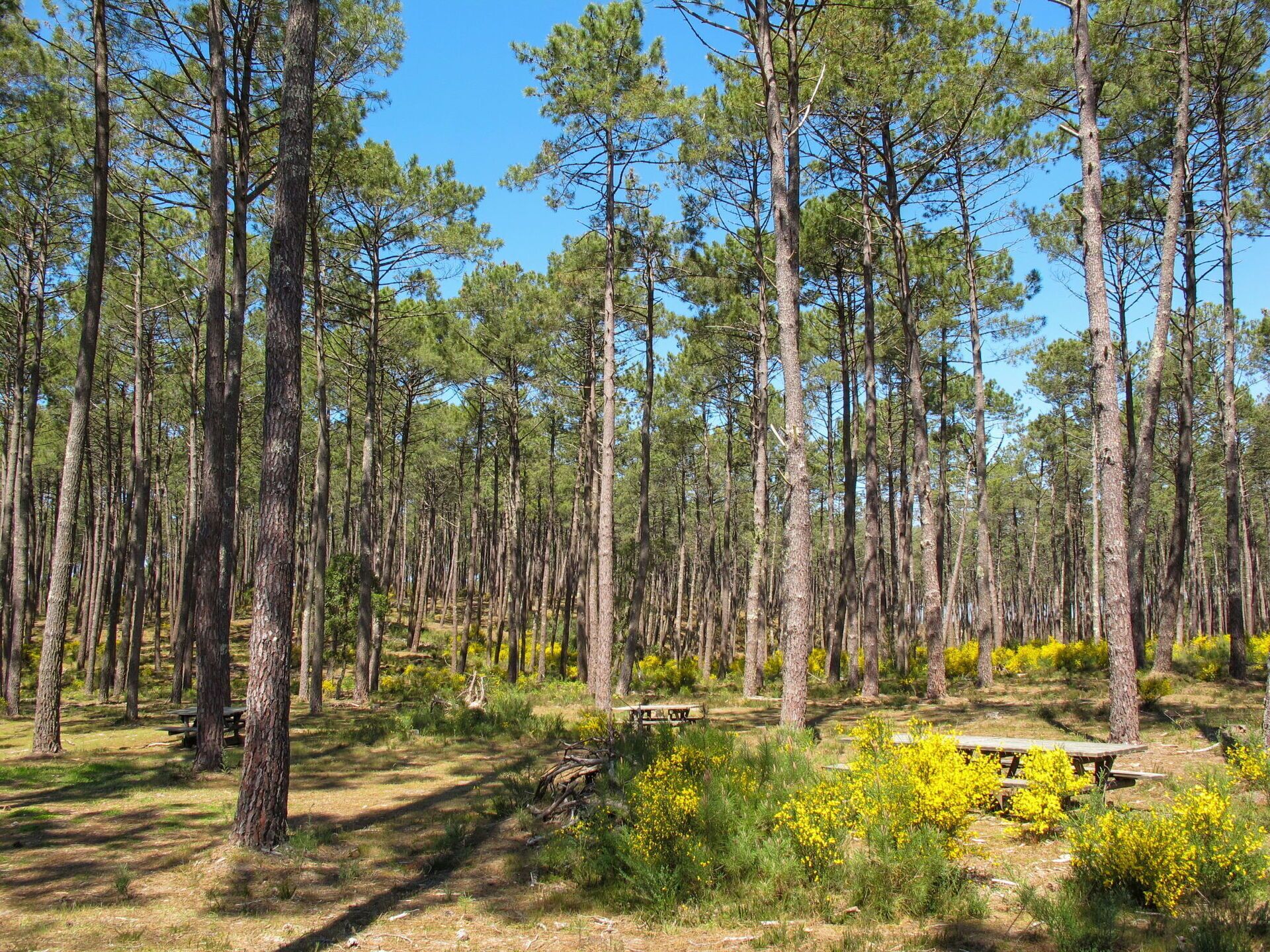 A forest with tall pine trees and picnic tables.