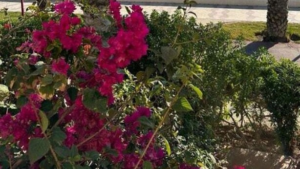 Une vue d’une plage bordée de palmiers et agrémentée de fleurs de bougainvillier au premier plan.
