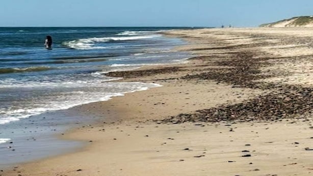 A beach with a sandy shore and a person standing in the water. - 4 Star Holiday Home in Ulfborg (Ulfborg)