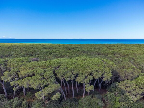 A dense forest with a clear view of the ocean in the background.