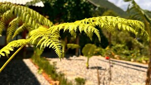A garden with ferns and yellow flowers, a stone pathway, and a building with a tiled roof in the background. - Dinh Sapa Trekking & Homestay (Ta Van)