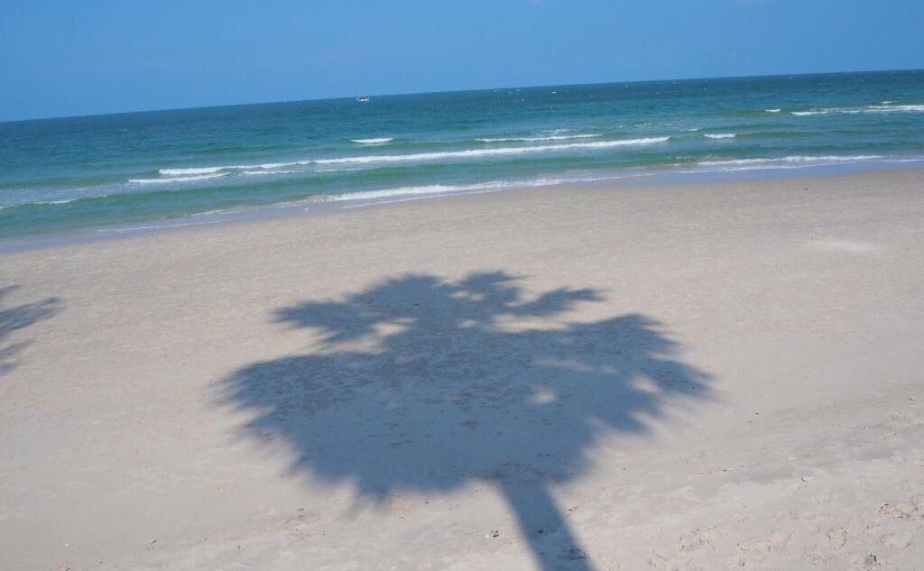 A beach with a palm tree casting a shadow on the sand.