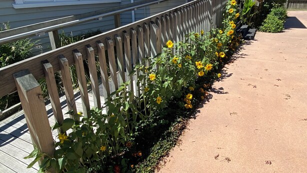 A house with a wooden fence and yellow flowers along the sidewalk. - Close to Trade Central Mall, 3 Bedrooms, Sleeps 6, Wheelchair friendly (Rotorua)