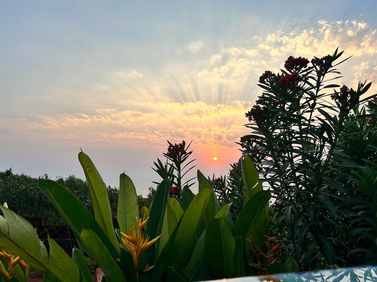 Un atardecer con nubes, plantas tropicales y vistas al cielo.