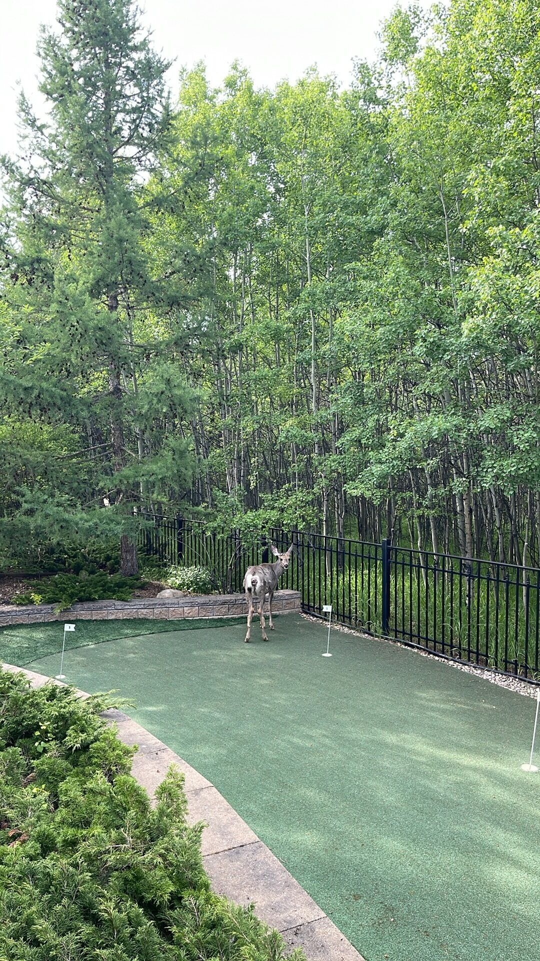 A golf course with a deer in the center, surrounded by dense trees and a metal fence.