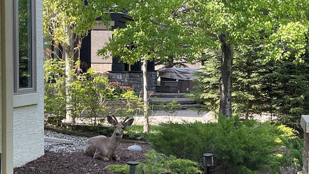 A patio with a table, a decorative vase, and a garden with rocks and plants. - Charming 3-bedroom home with AC, WiFi and a sofa bed in fantastic Calgary (Calgary)