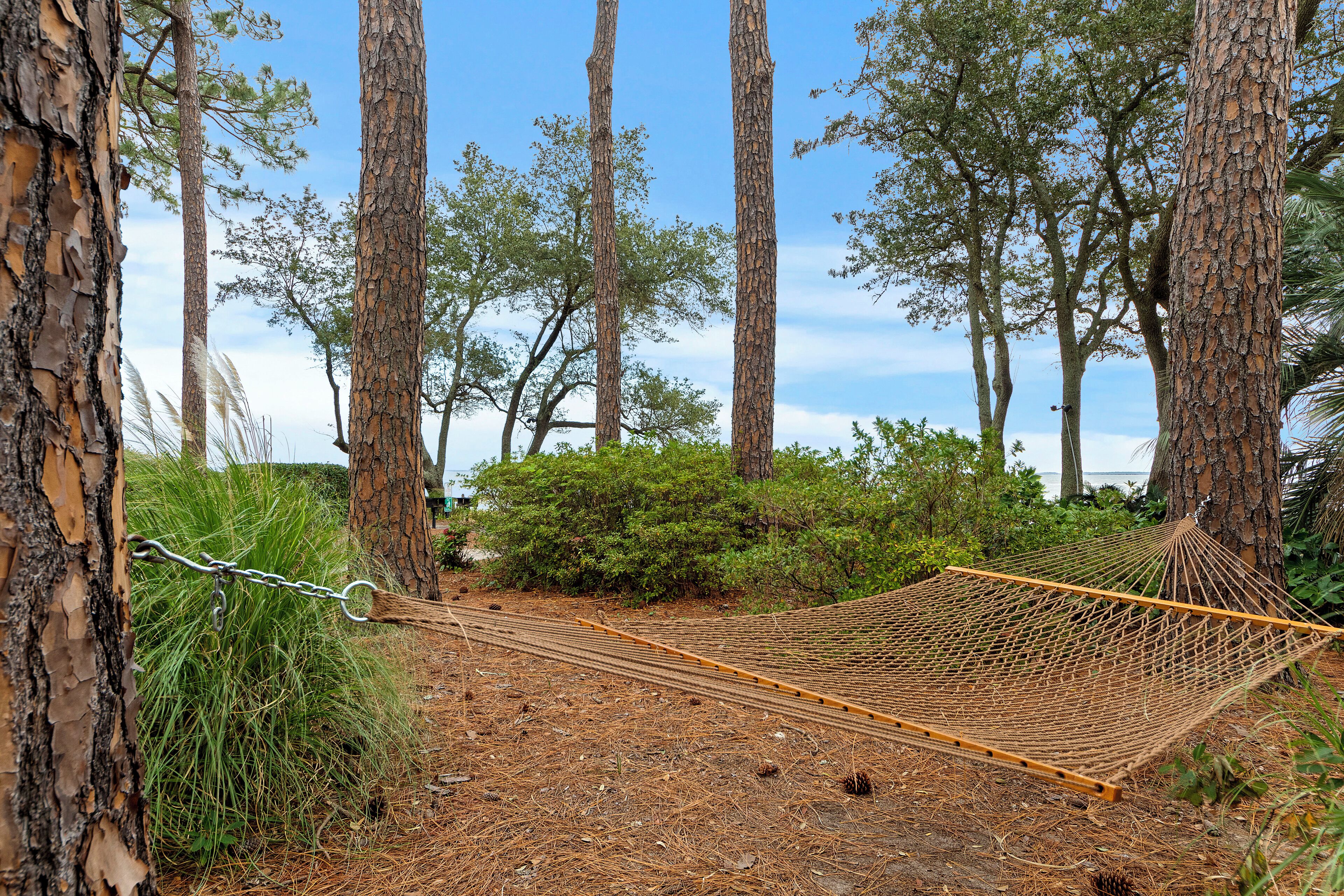 A hammock set up between trees in a forested area.